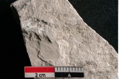 Foto (Detailansicht) von Dictyopteris brongniarti Gutb. (NHMW-GEO-2024-0188-10767)